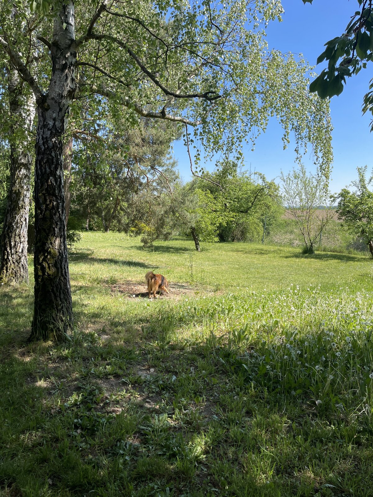 Starý ořešák